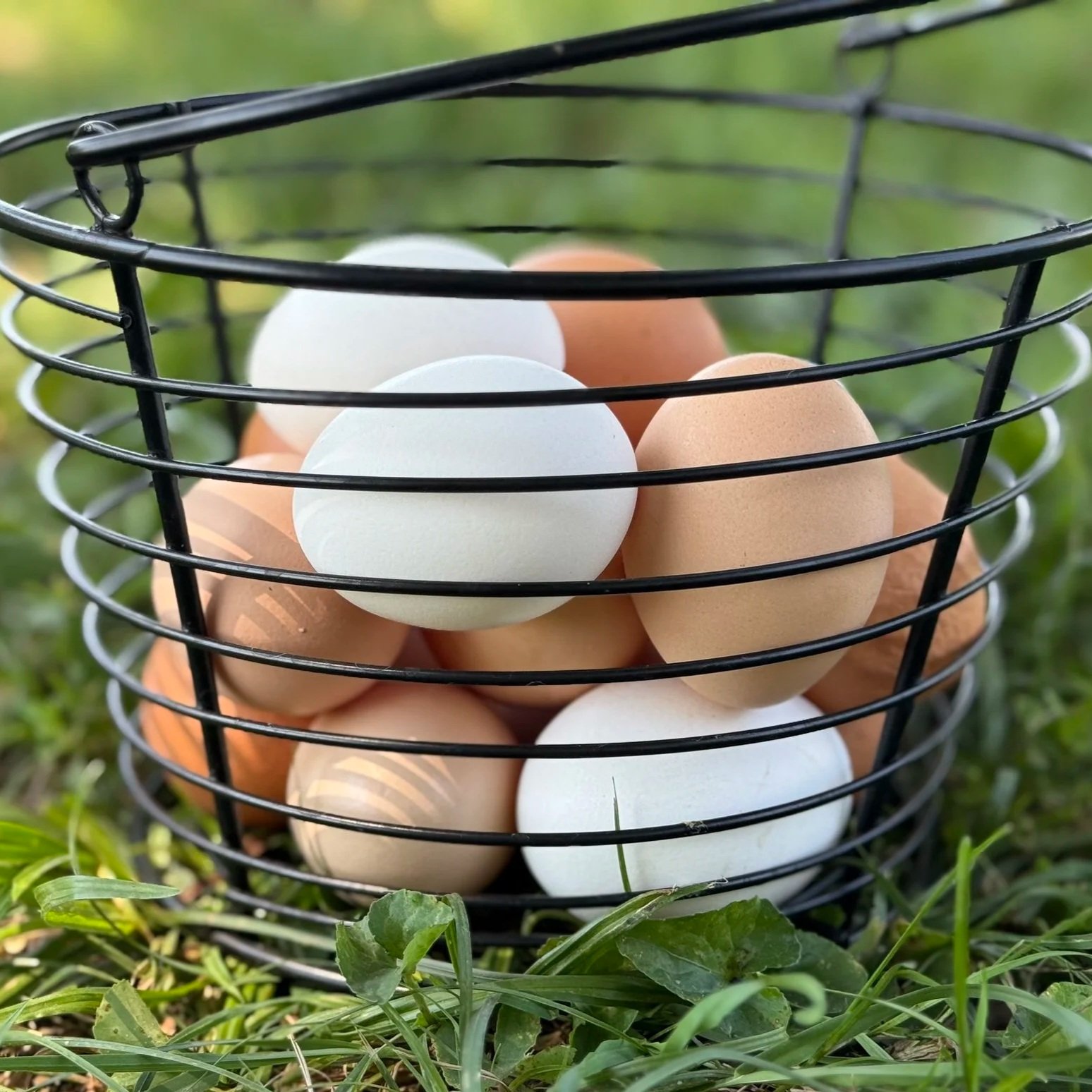 A black wire basket filled with various eggs, including brown and white, set on lush green grass.